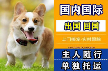 九龙坡区宠物托运公司九龙坡区宠物托运公司九龙坡区宠物托运公司