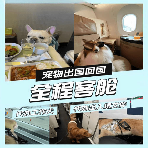 九龙坡区宠物托运到白俄罗斯宠物入境规定和要求